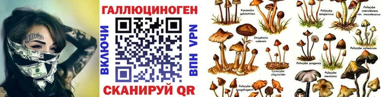 дарк нет официальный сайт  Бугуруслан  Псилоцибиновые грибы Psilocybine cubensis 